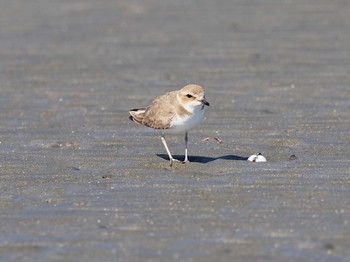 シロチドリ ふなばし三番瀬海浜公園 2021年1月30日(土)