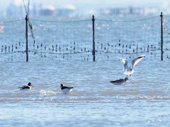 ダイシャクシギ ふなばし三番瀬海浜公園 2021年1月30日(土)