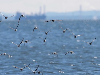 ハマシギ ふなばし三番瀬海浜公園 2021年1月30日(土)