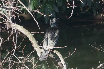 カワウ 夫婦池公園 2021年1月30日(土)