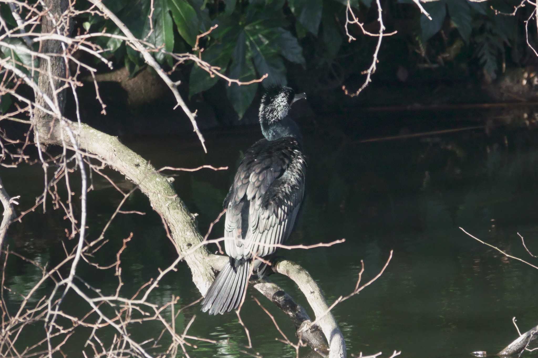 夫婦池公園 カワウの写真 by yasuo momoko