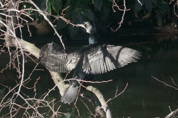 Great Cormorant 夫婦池公園 Sat, 1/30/2021