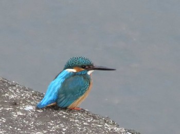 Common Kingfisher 愛知県春日井市 Sat, 1/30/2021