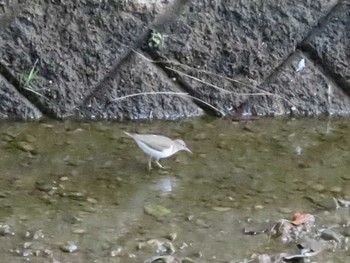 Dunlin 愛知県春日井市 Sat, 1/30/2021