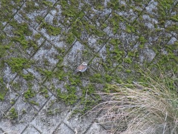 Dusky Thrush 愛知県春日井市 Sat, 1/30/2021