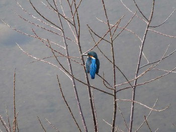 Common Kingfisher 愛知県春日井市 Sat, 1/30/2021