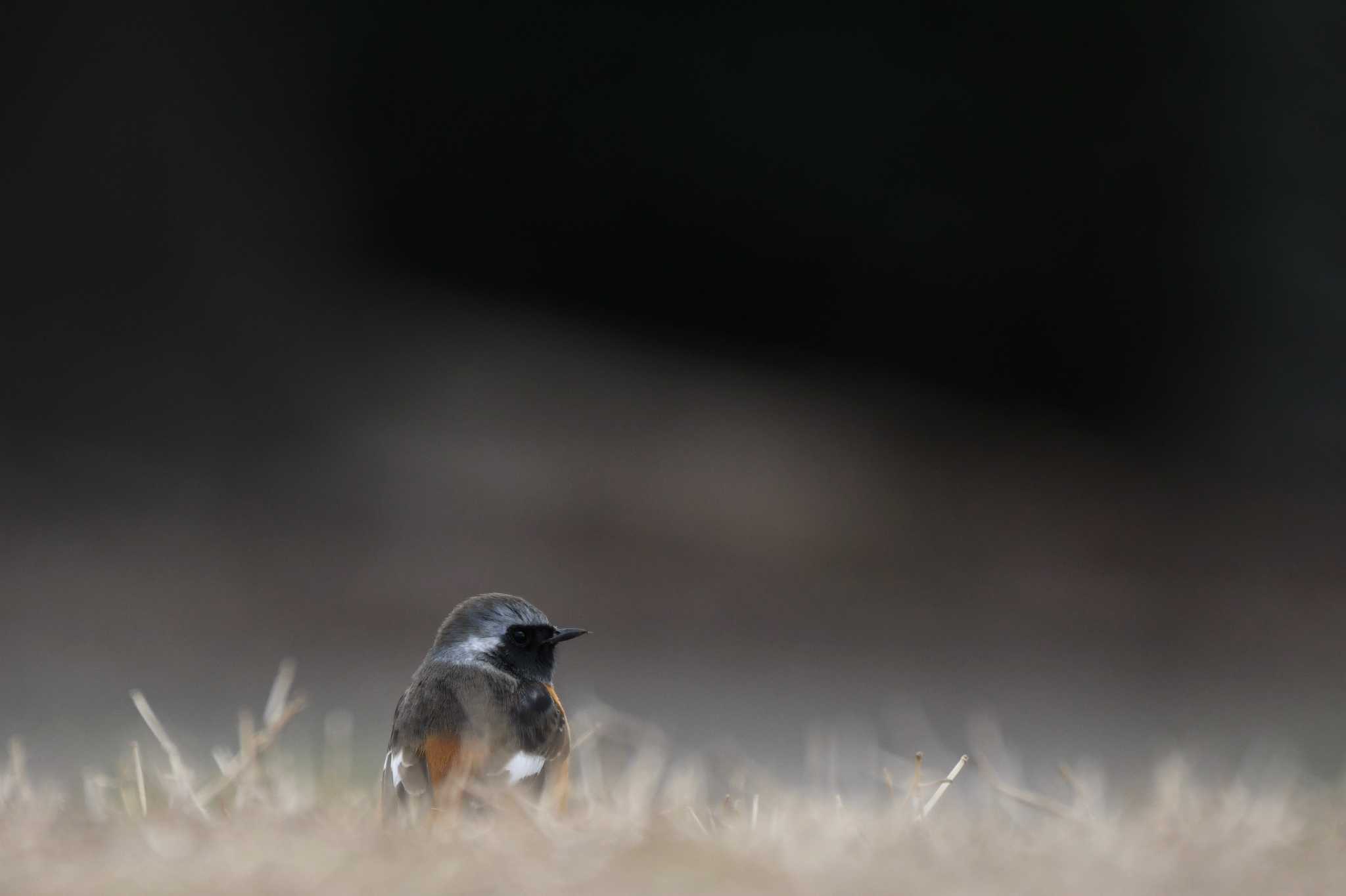 Daurian Redstart