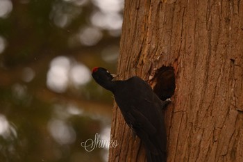 Black Woodpecker 函館市香雪園 Sat, 1/30/2021