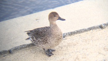 Northern Pintail 兵庫県西宮市 武庫川 Thu, 12/15/2016