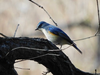 2021年1月30日(土) 北本自然観察公園の野鳥観察記録