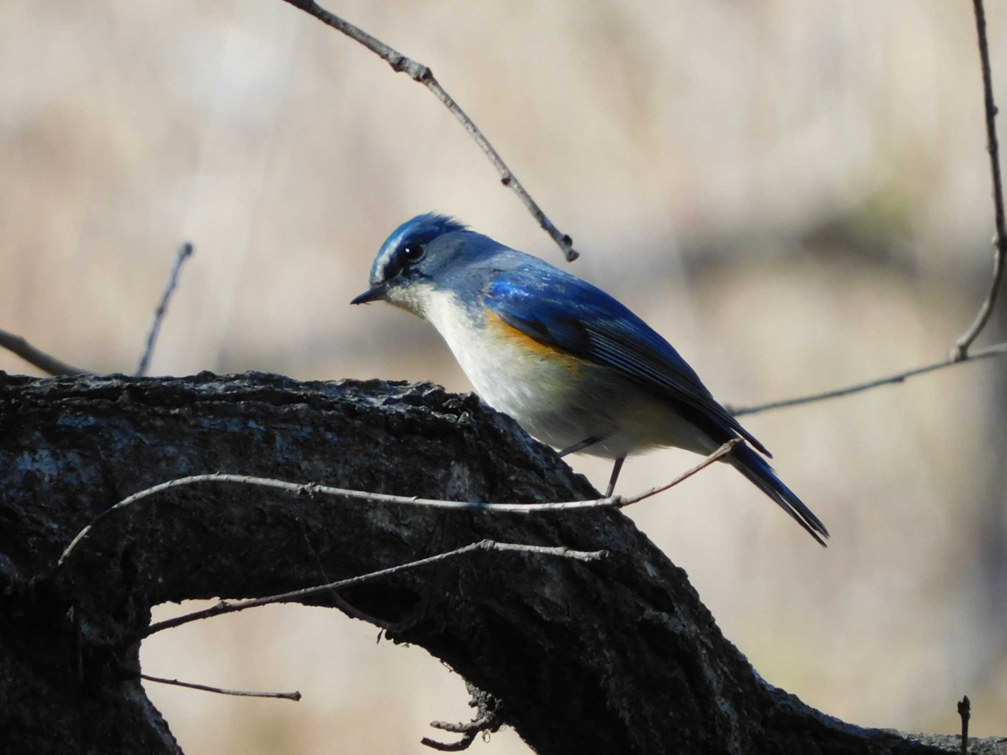 Red-flanked Bluetail