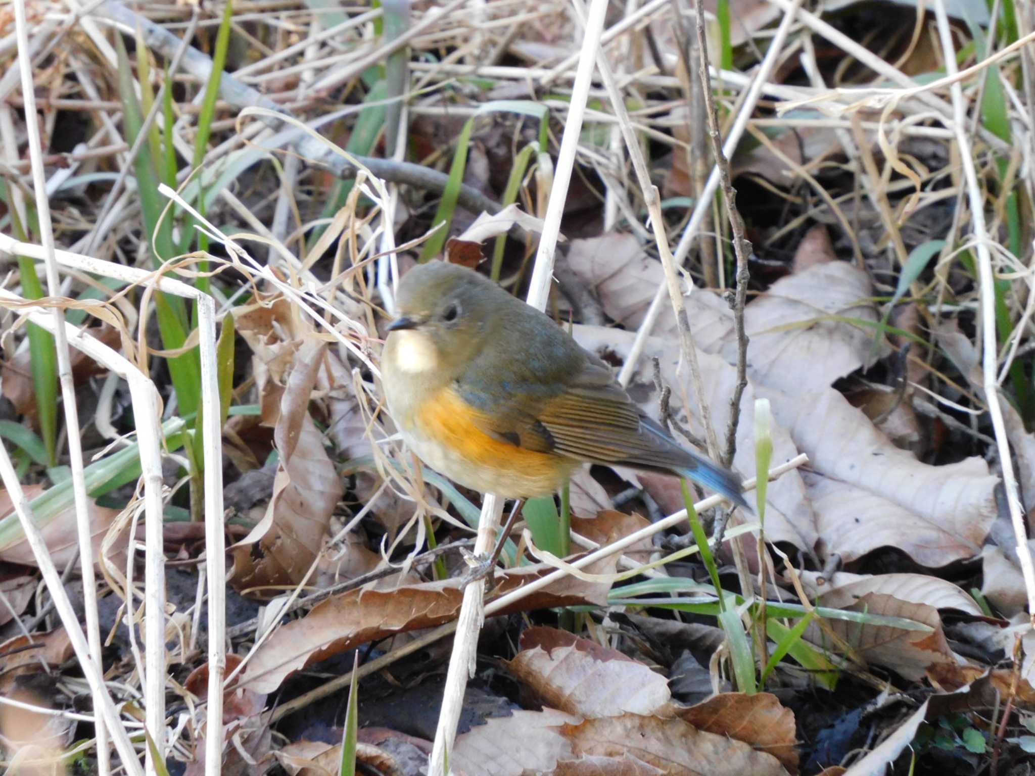 Red-flanked Bluetail