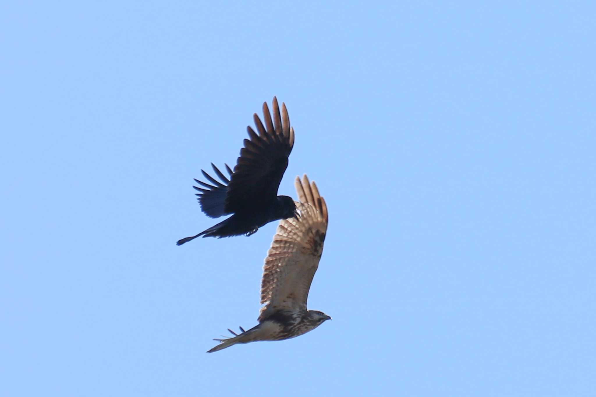 Eastern Buzzard