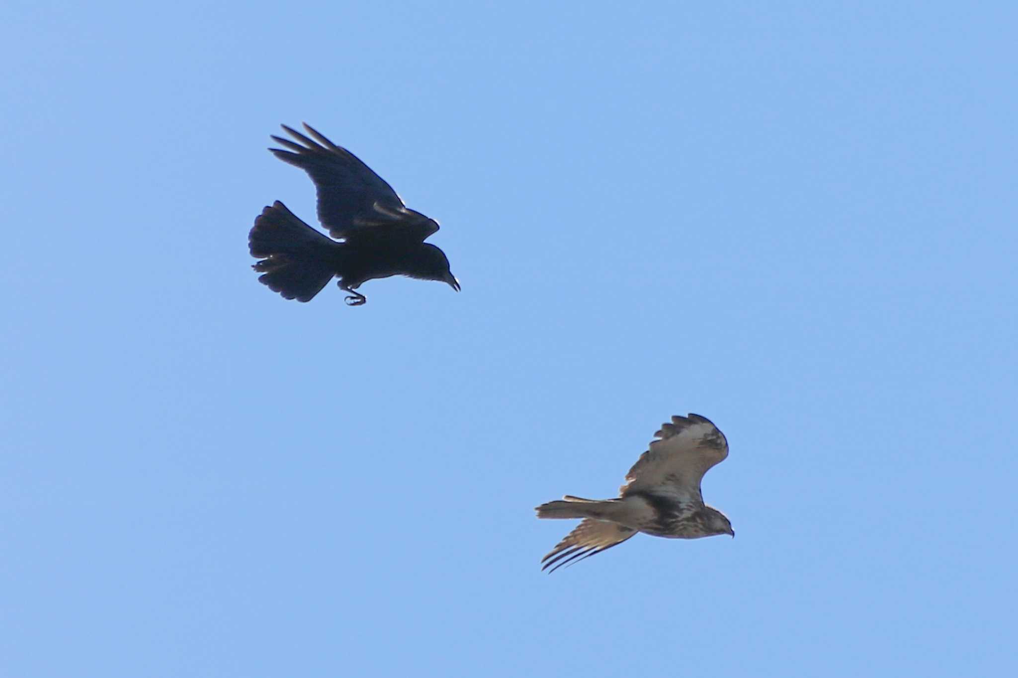 Eastern Buzzard