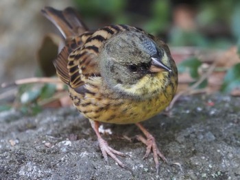 2021年1月30日(土) 葛西臨海公園の野鳥観察記録