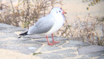 ユリカモメ 兵庫県西宮市 武庫川 2016年12月15日(木)