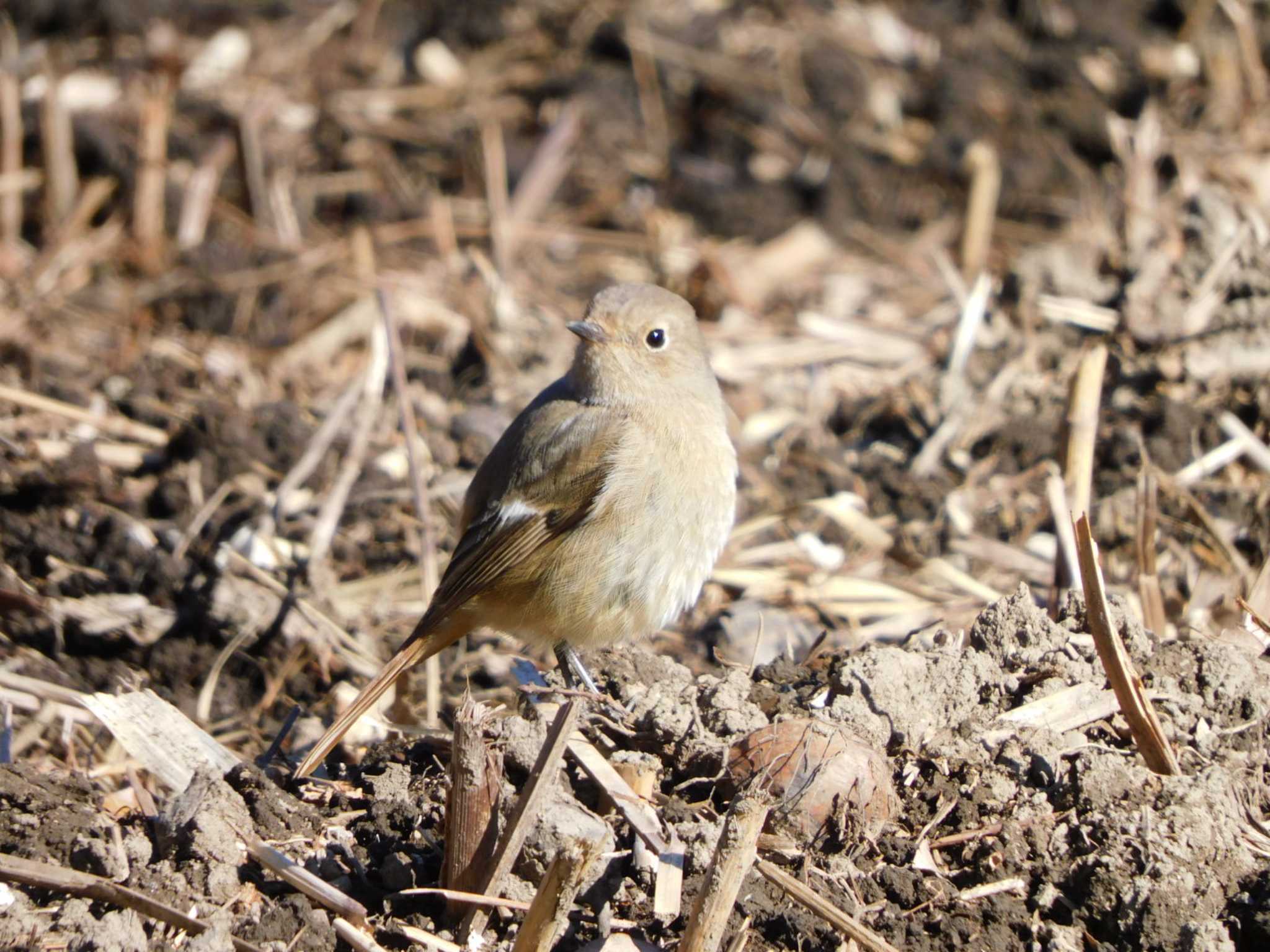 Daurian Redstart