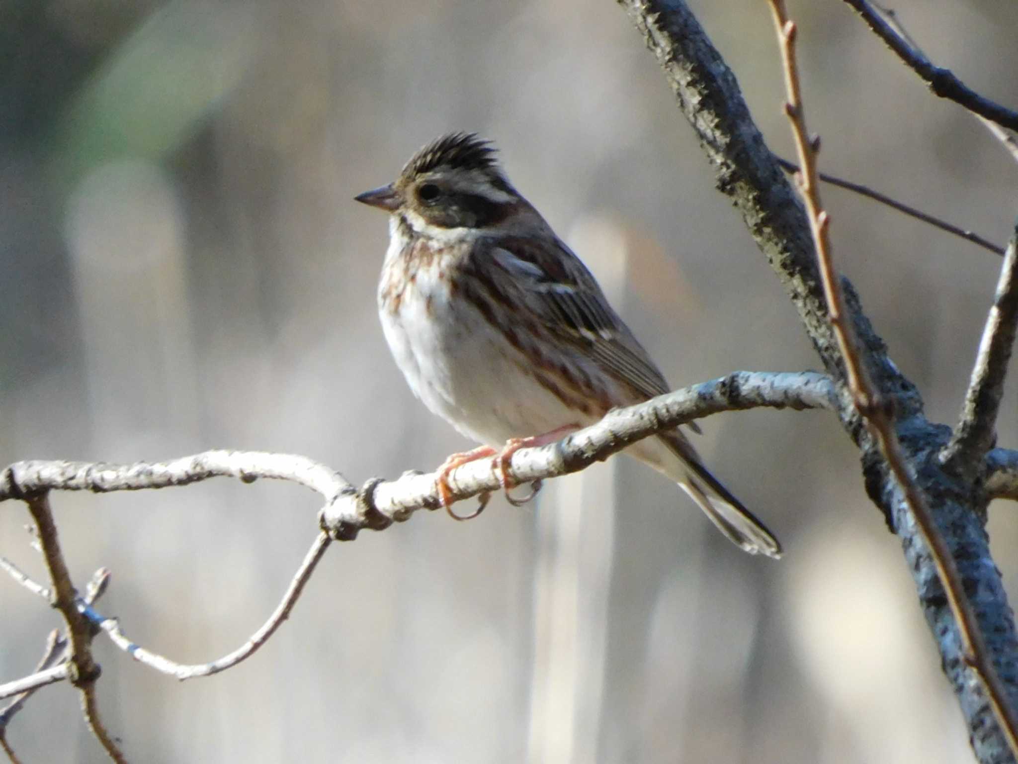 Rustic Bunting