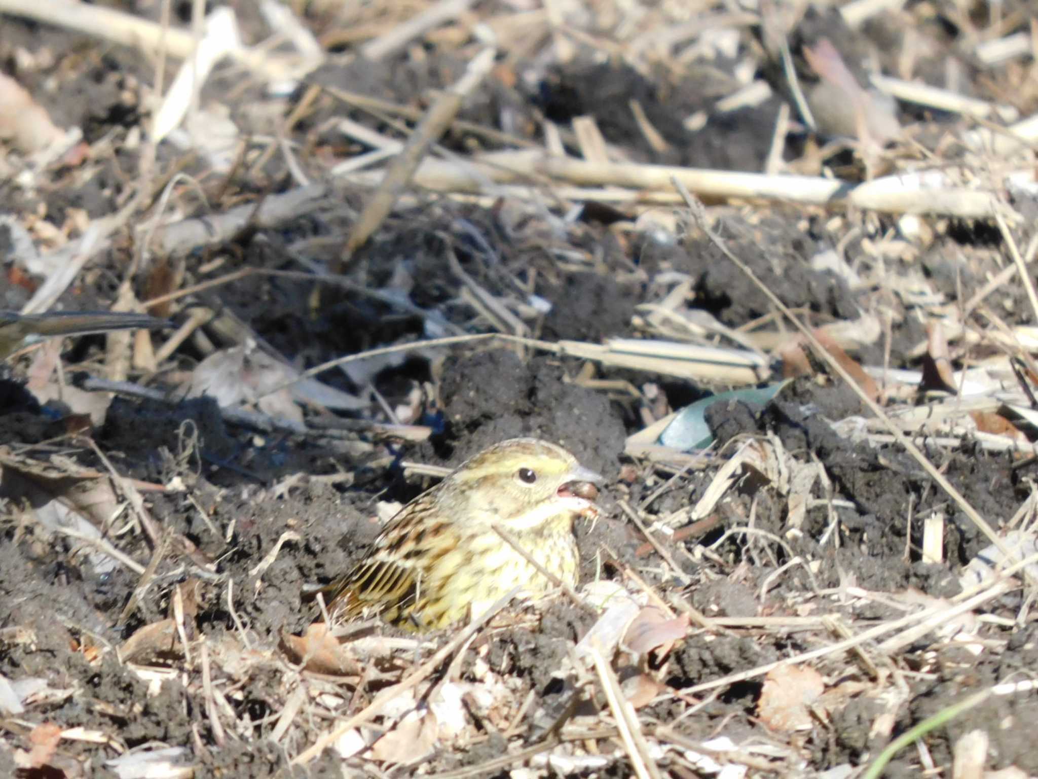 Photo of Masked Bunting at Kitamoto Nature Observation Park by ななほしてんとうむし