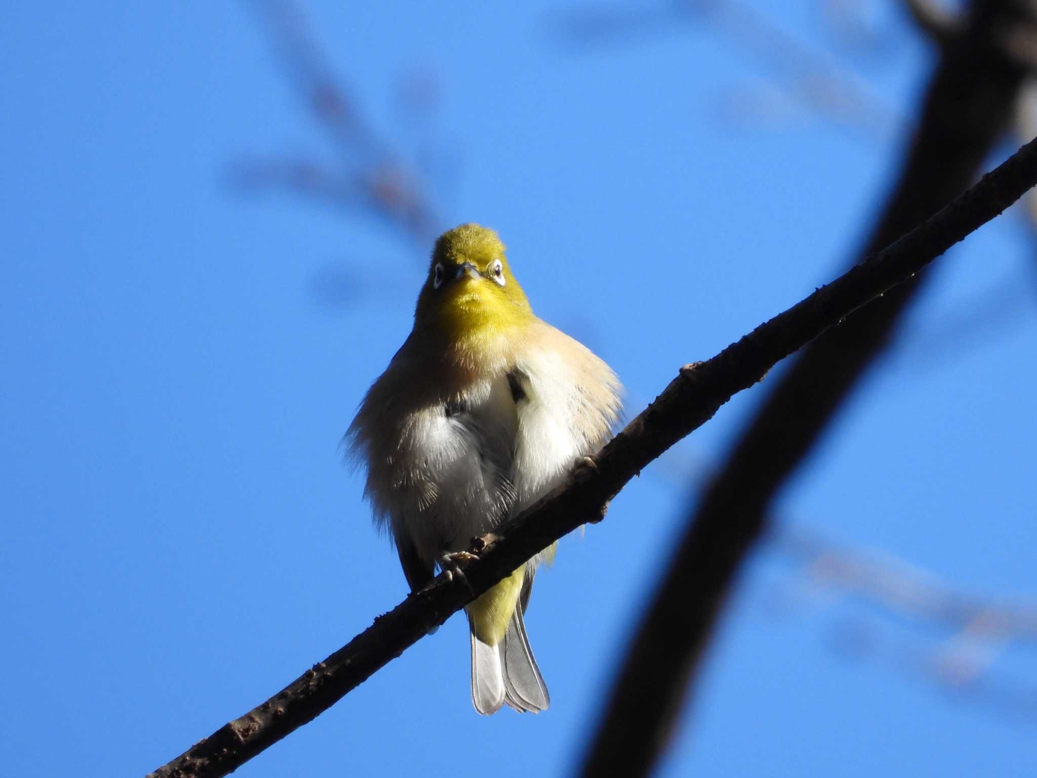 Warbling White-eye