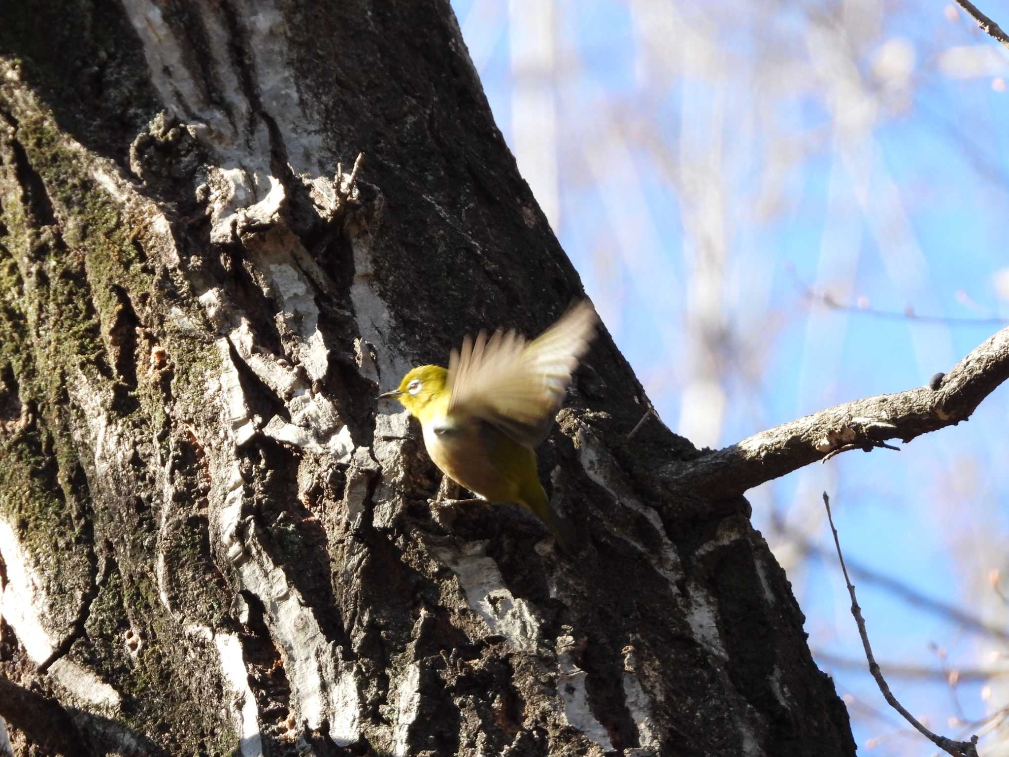 Warbling White-eye