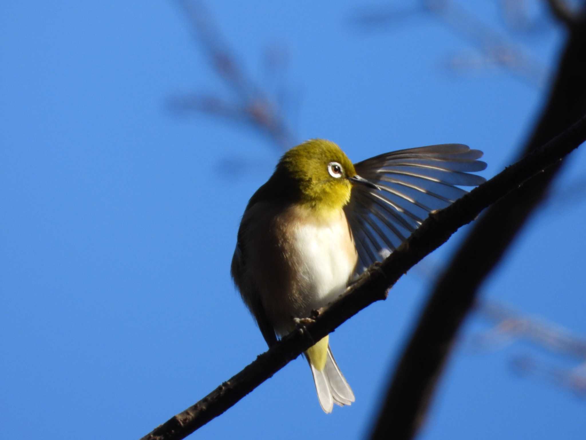 Warbling White-eye