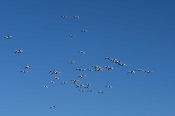 コハクチョウ 本埜村白鳥の郷 2021年1月30日(土)