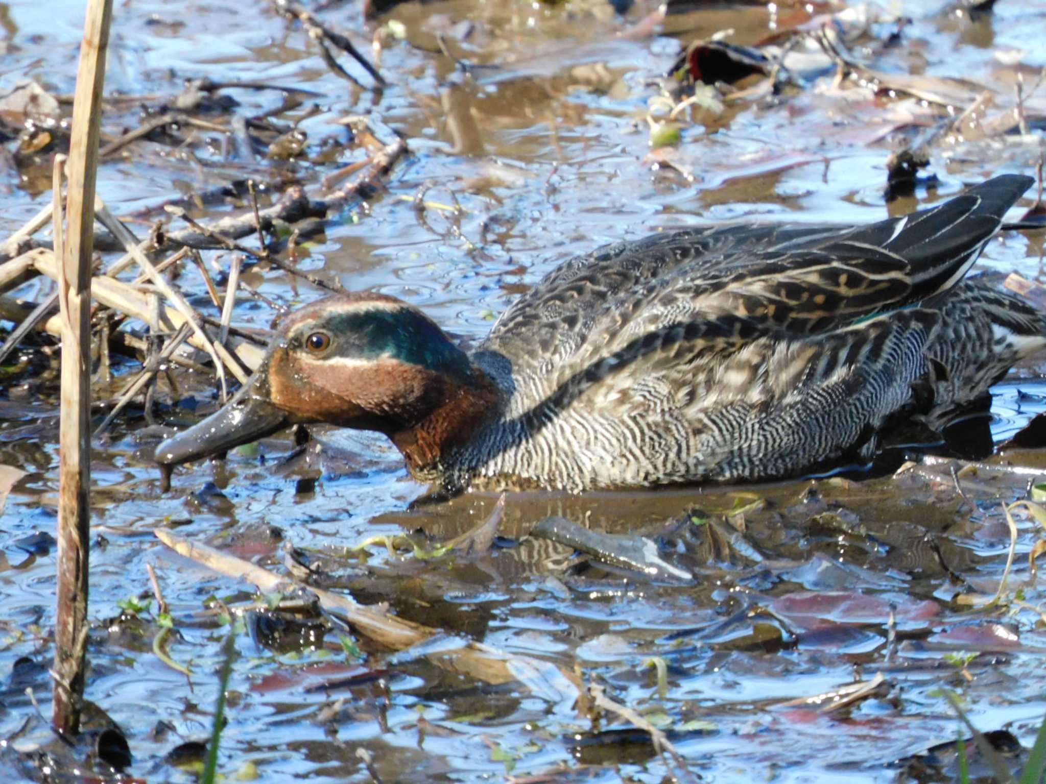 Eurasian Teal