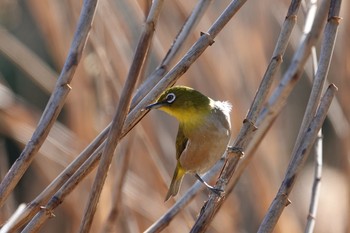 Warbling White-eye 東京都 Sat, 1/30/2021