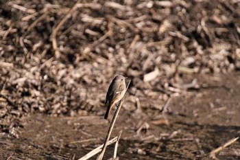 Sat, 1/30/2021 Birding report at Kitamoto Nature Observation Park