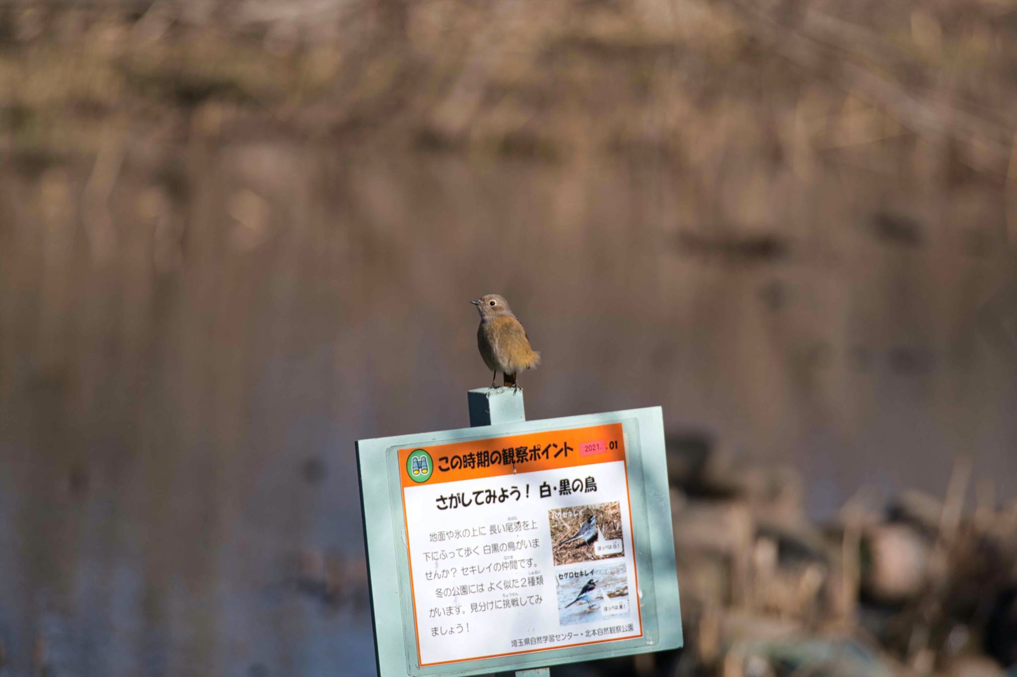 北本自然観察公園 ジョウビタキの写真 by あおじさん