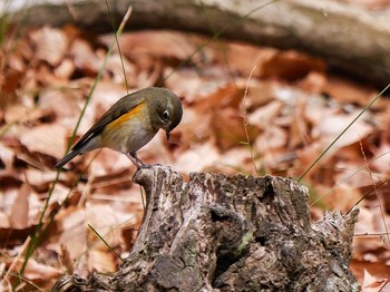 Red-flanked Bluetail 厚木七沢森林公園 Sun, 1/17/2021