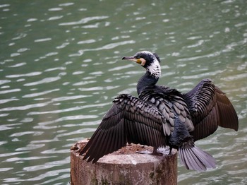 カワウ 長池公園 2021年1月28日(木)