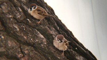 Eurasian Tree Sparrow 兵庫県西宮市 武庫川 Tue, 12/20/2016