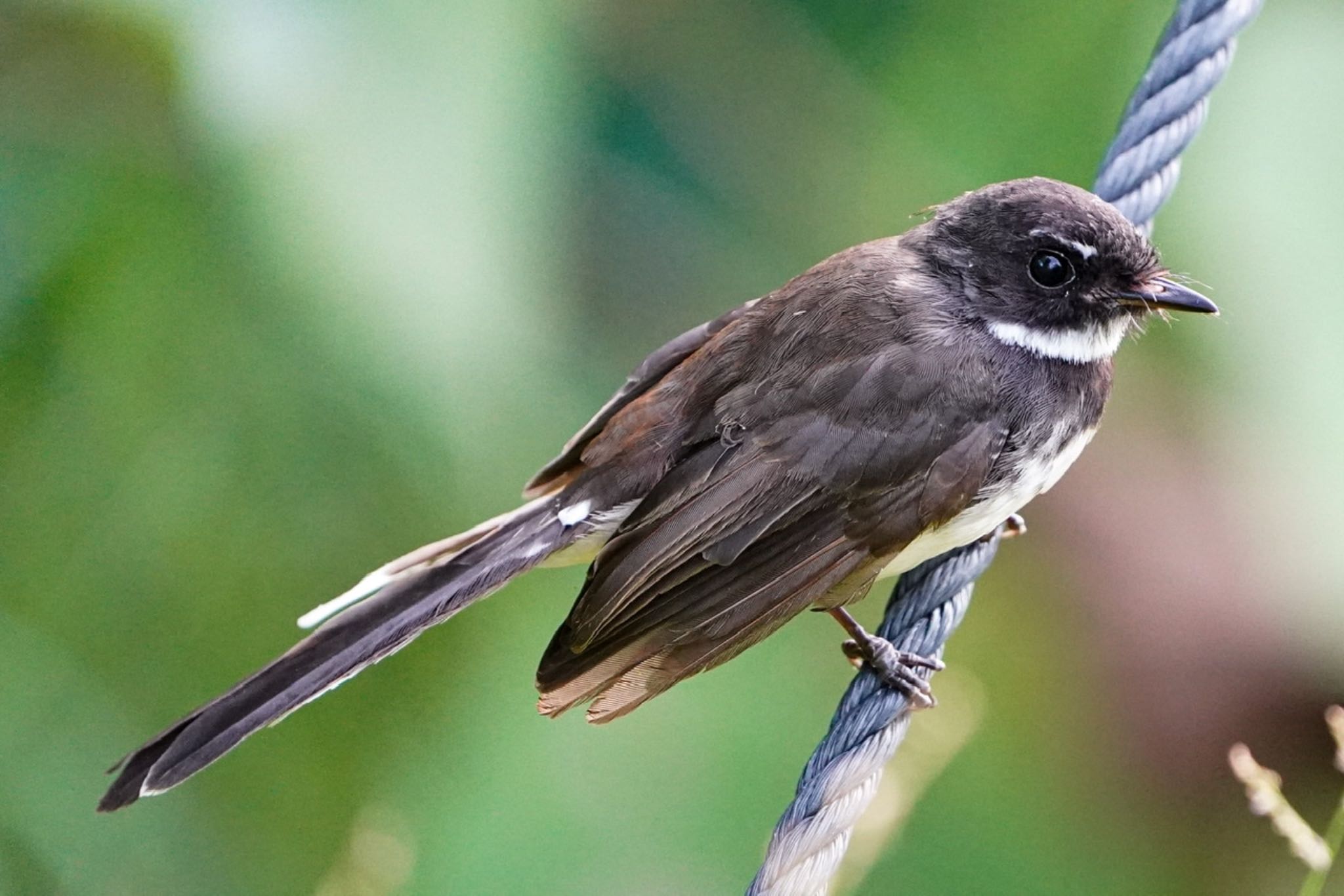 Malaysian Pied Fantail