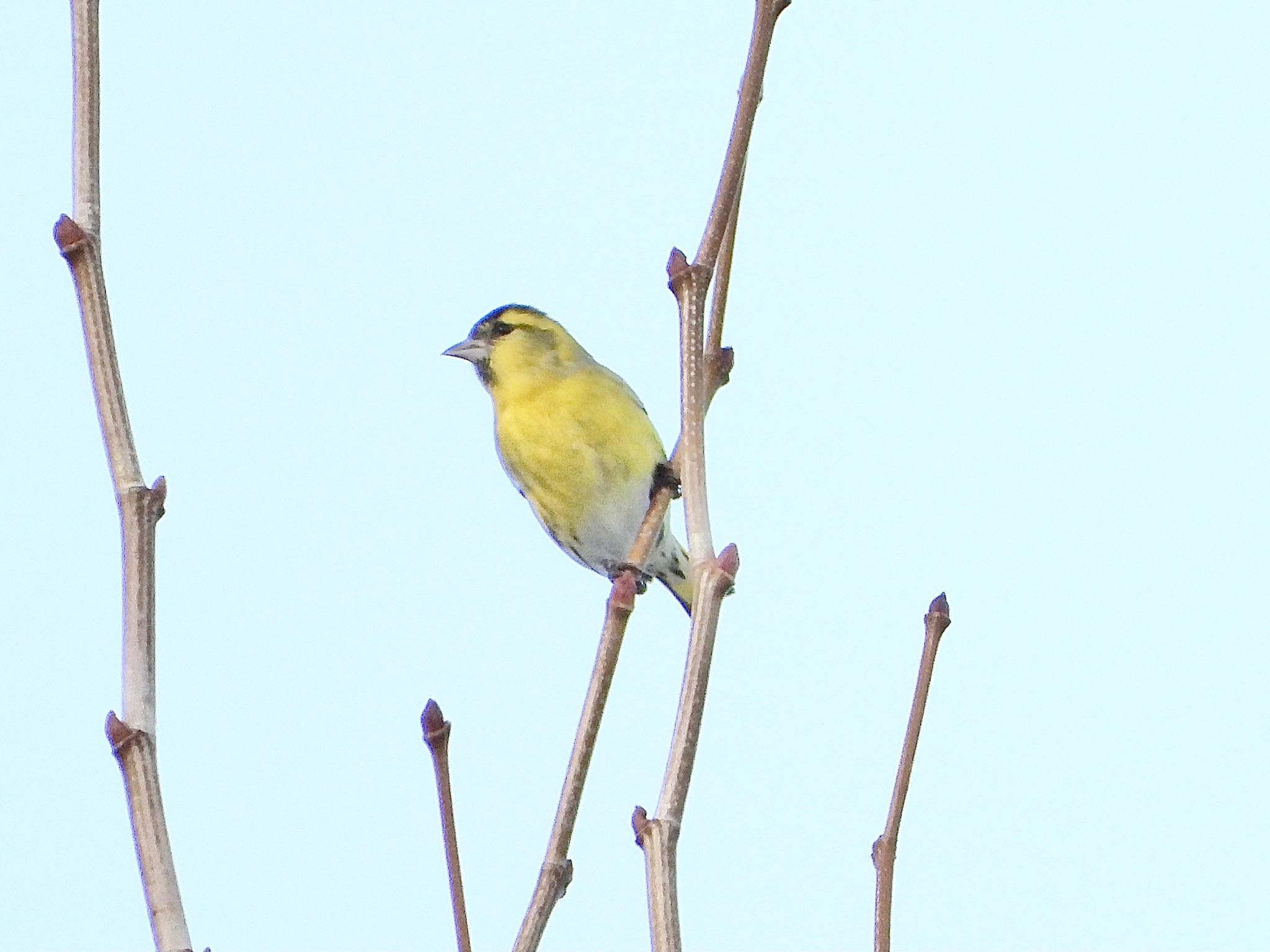 青森市野木和公園 マヒワの写真