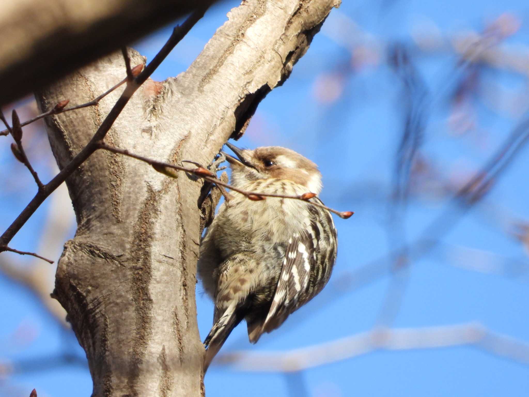 Japanese Pygmy Woodpecker