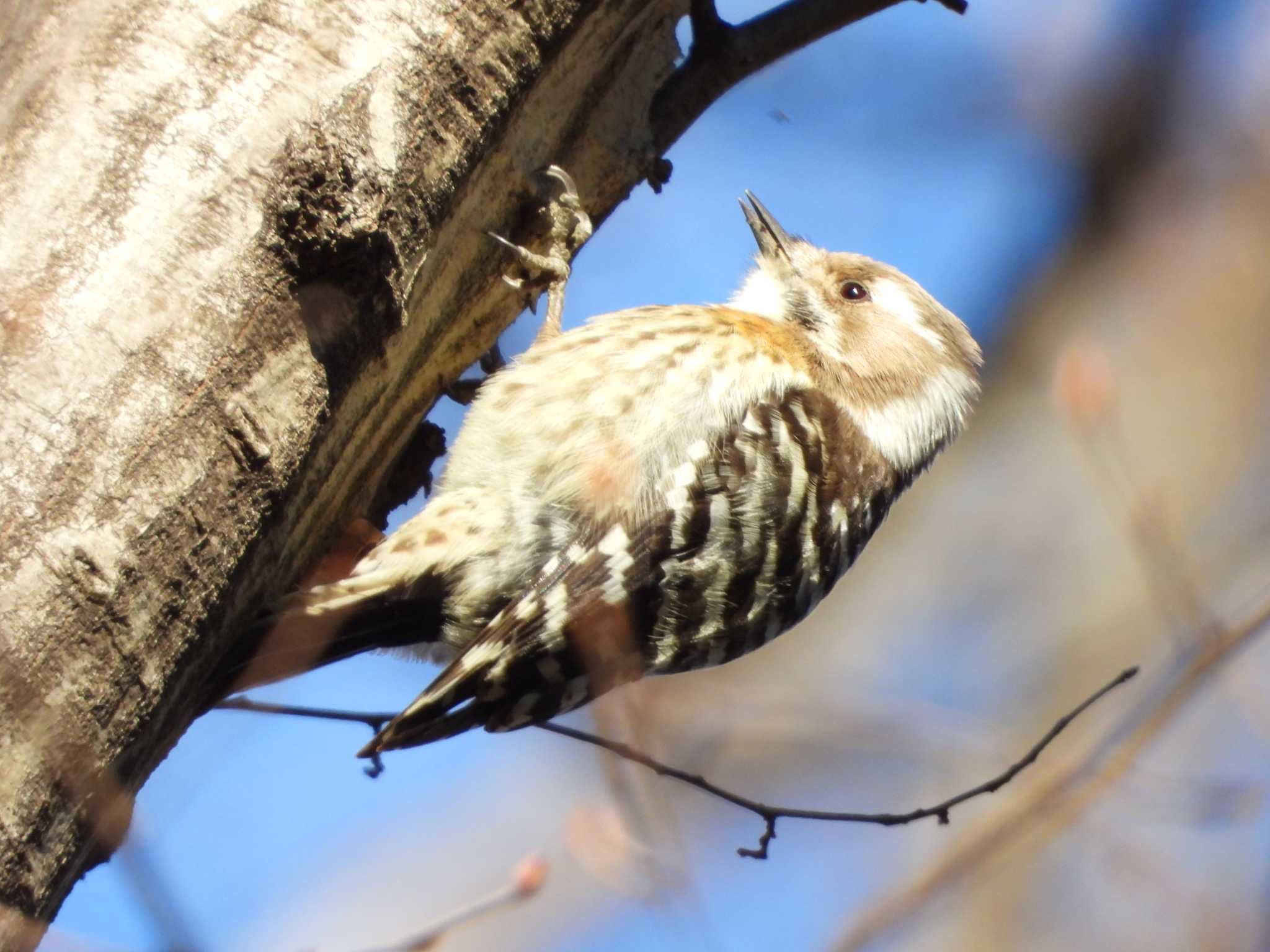 Japanese Pygmy Woodpecker