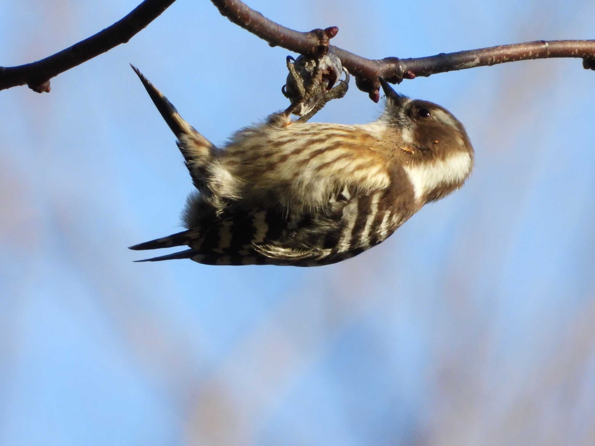 Japanese Pygmy Woodpecker