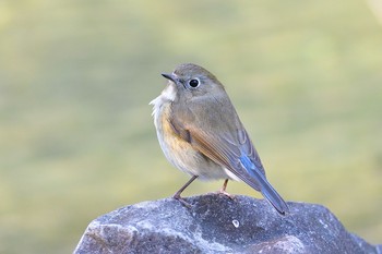 ルリビタキ 香川県 2021年1月30日(土)