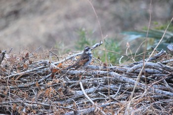 Dusky Thrush 秩父ミューズパーク Sat, 1/30/2021