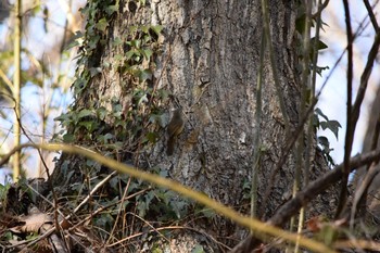 Japanese Bush Warbler 秩父ミューズパーク Sat, 1/30/2021