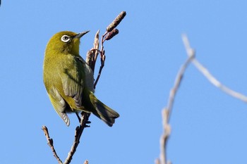 Warbling White-eye Mie-ken Ueno Forest Park Sun, 12/18/2016