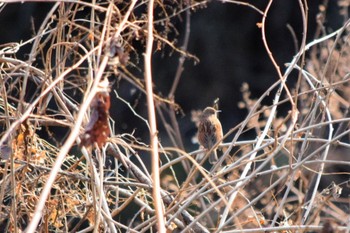 Japanese Accentor 秩父ミューズパーク Sat, 1/30/2021