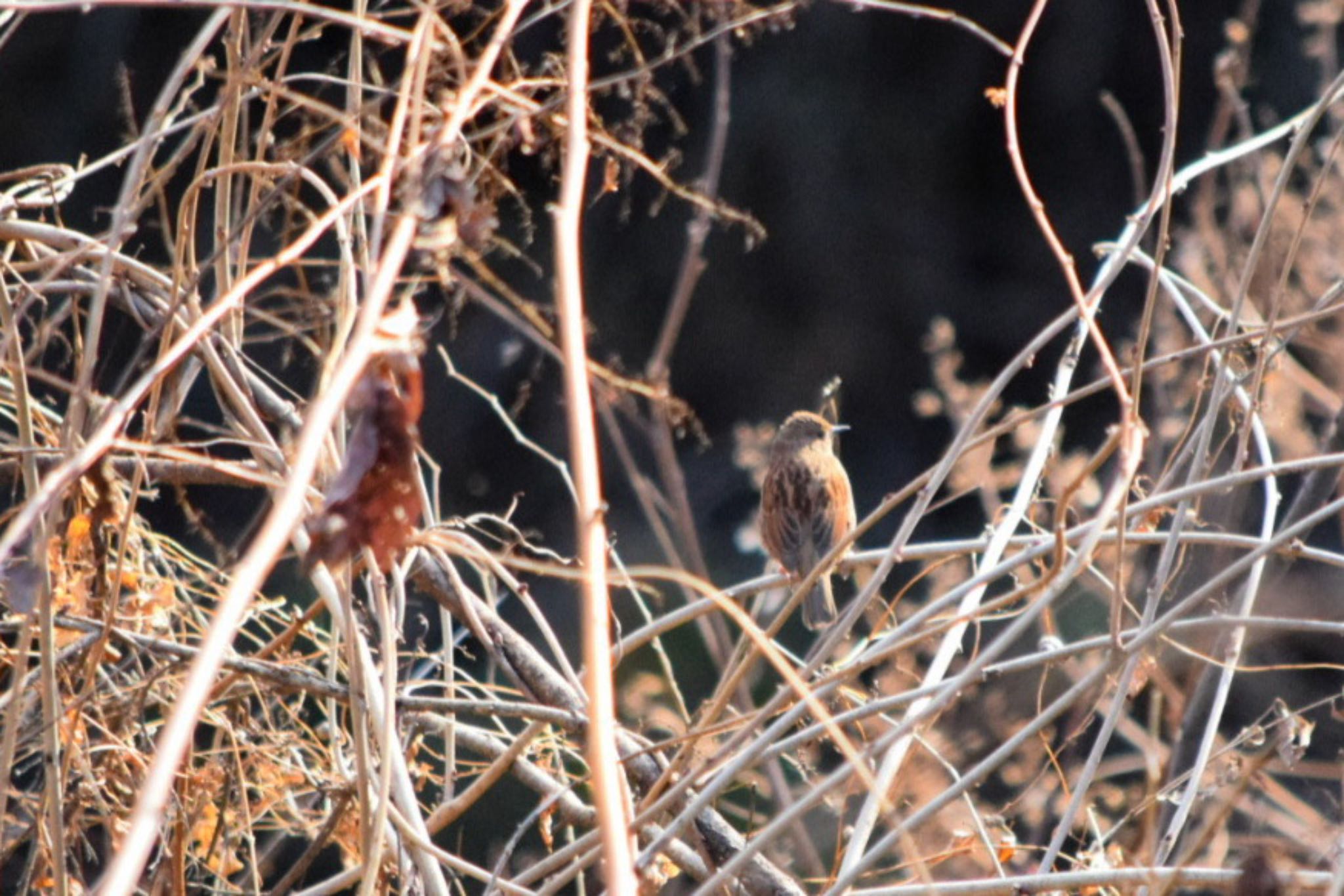 Japanese Accentor