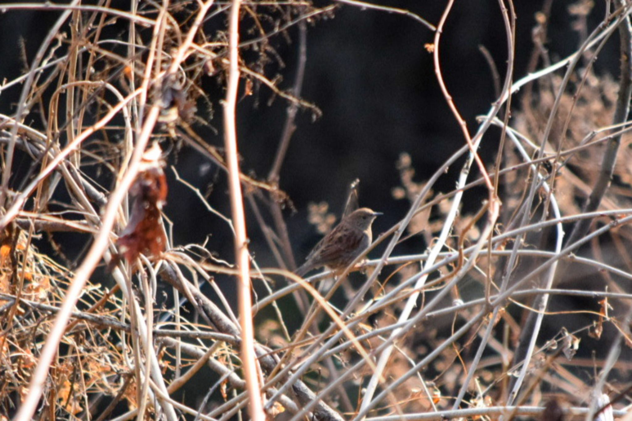 Japanese Accentor