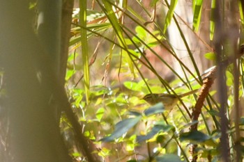 Japanese Bush Warbler 秩父ミューズパーク Sat, 1/30/2021