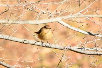 Daurian Redstart 秩父ミューズパーク Sat, 1/30/2021