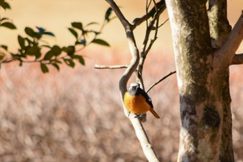 Daurian Redstart 秩父ミューズパーク Sat, 1/30/2021