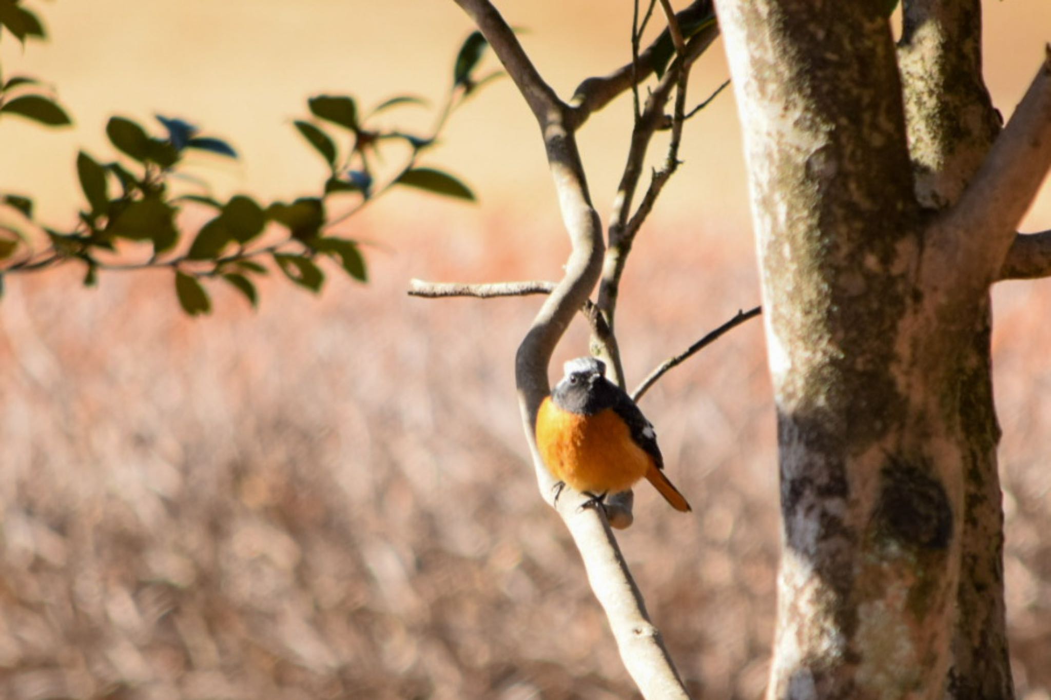 Daurian Redstart